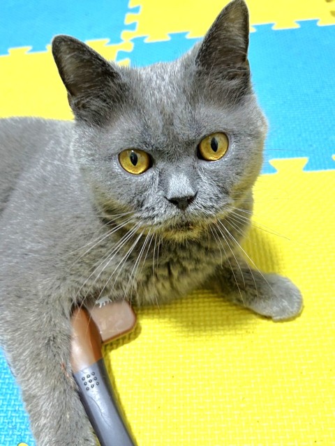 ブリティッシュショートヘア