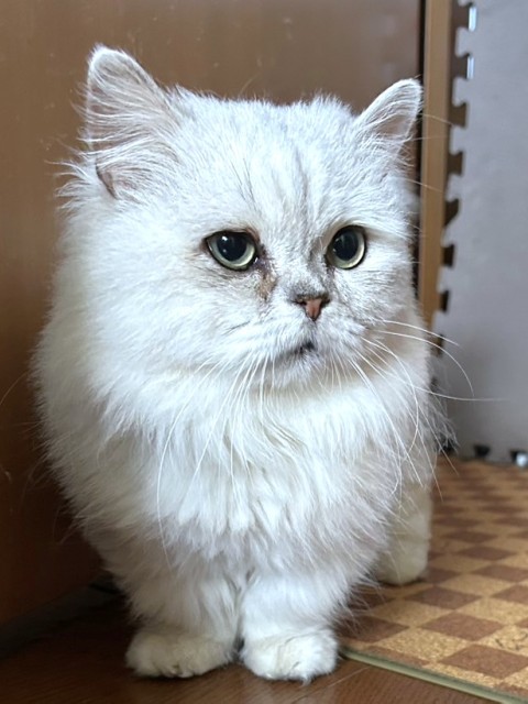 ミヌエット