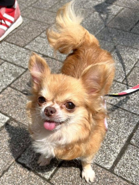 チワワ