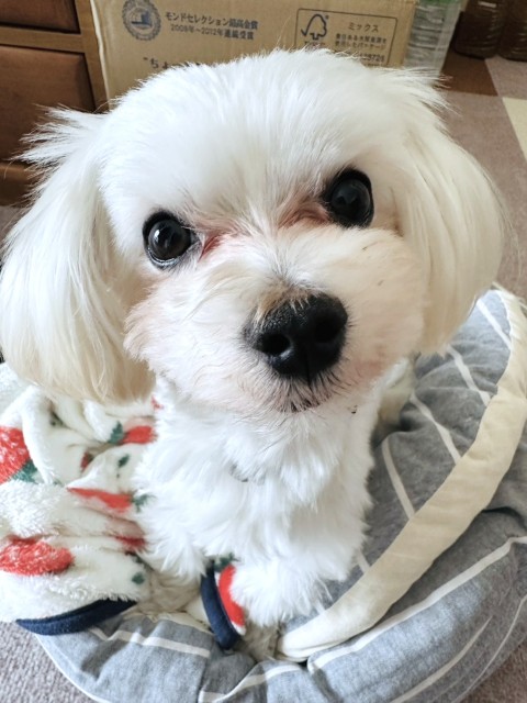 チェロ