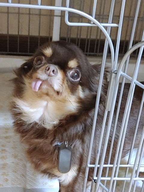 チワワ