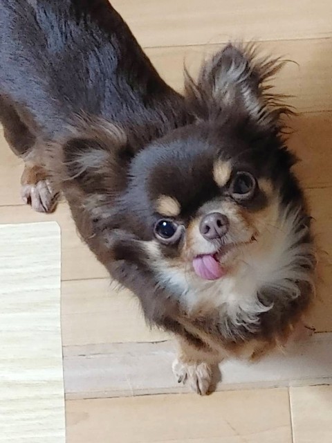 シャカシャン