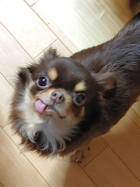 シャカシャン