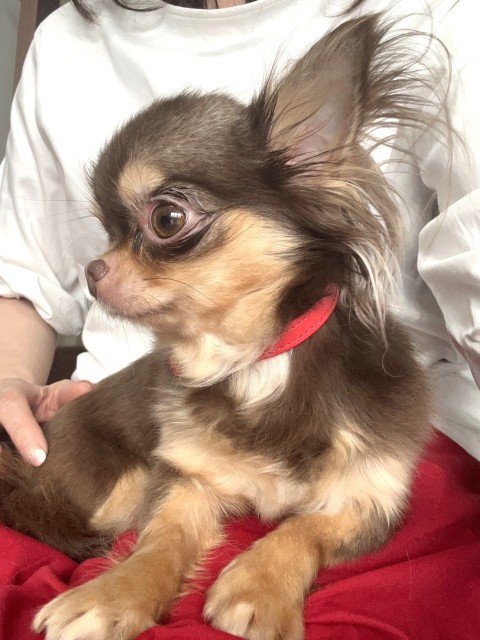 かりんこ