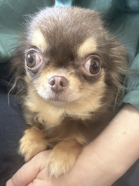 かりんこ