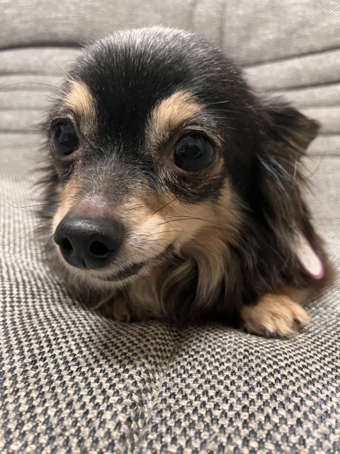 ゆうひ