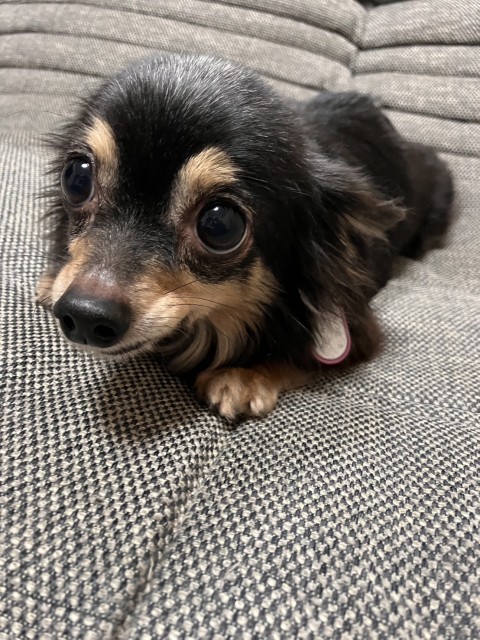 ゆうひ