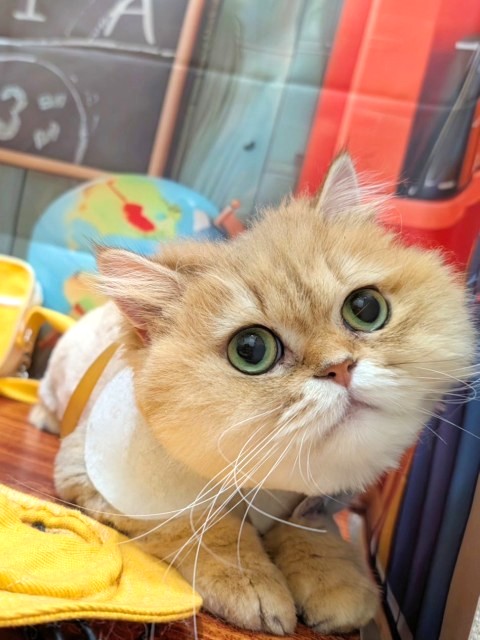 ペルシャ