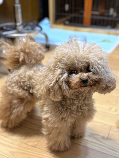 トイ・プードル