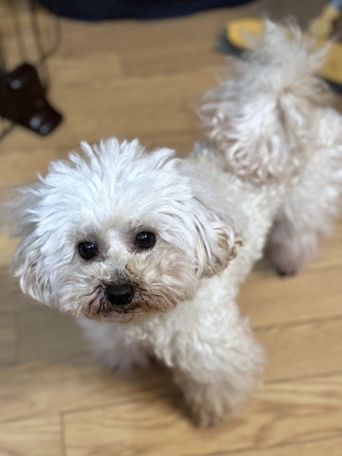 ベーベ