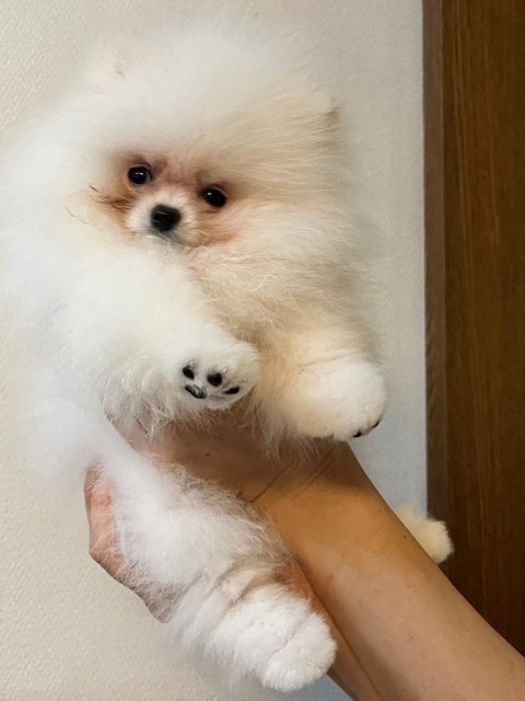 ポメラニアン
