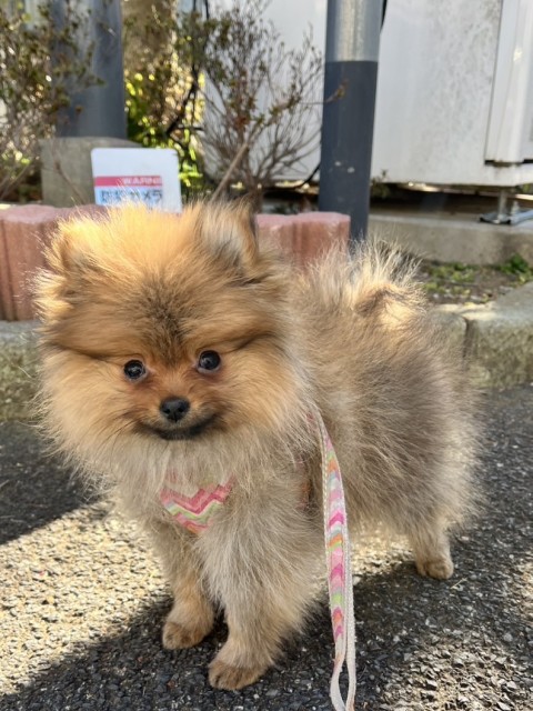 ポメラニアン