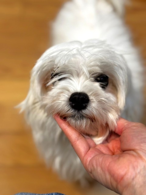 ミモザ