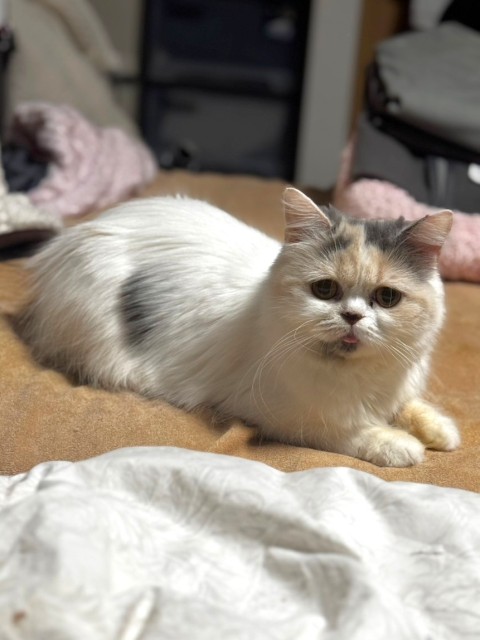 ディール