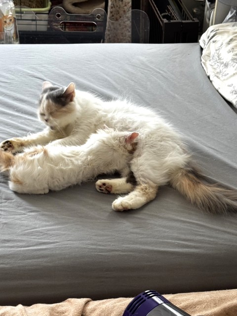 ディール