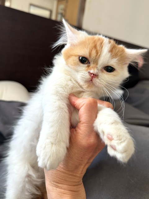 登録している生体