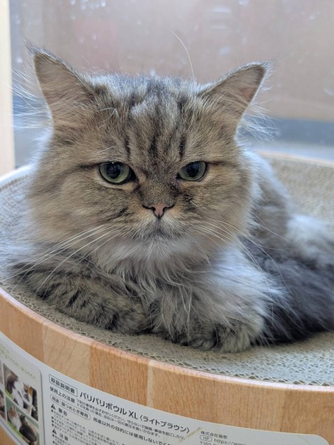 ペルシャ