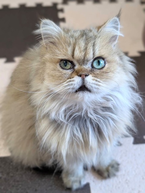 ペルシャ