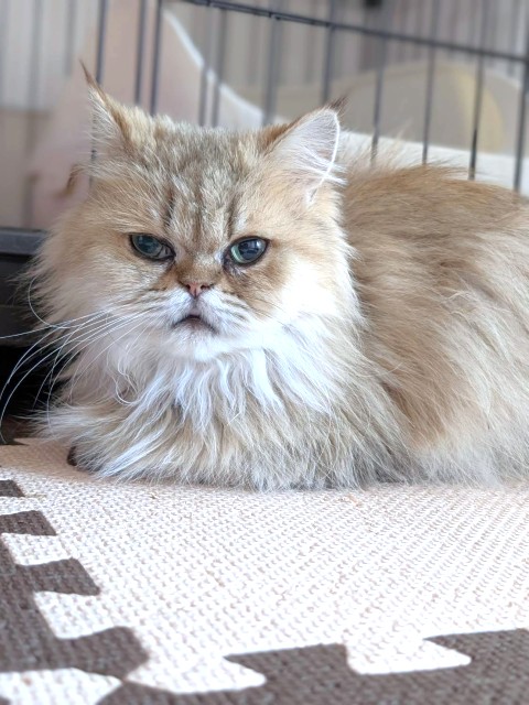 イチゴパフェ