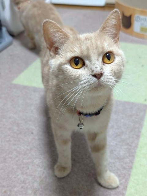 かりんとう