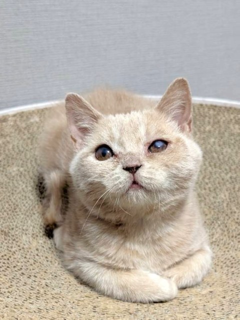 ごまみそ
