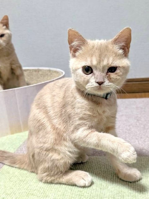 おしるこ