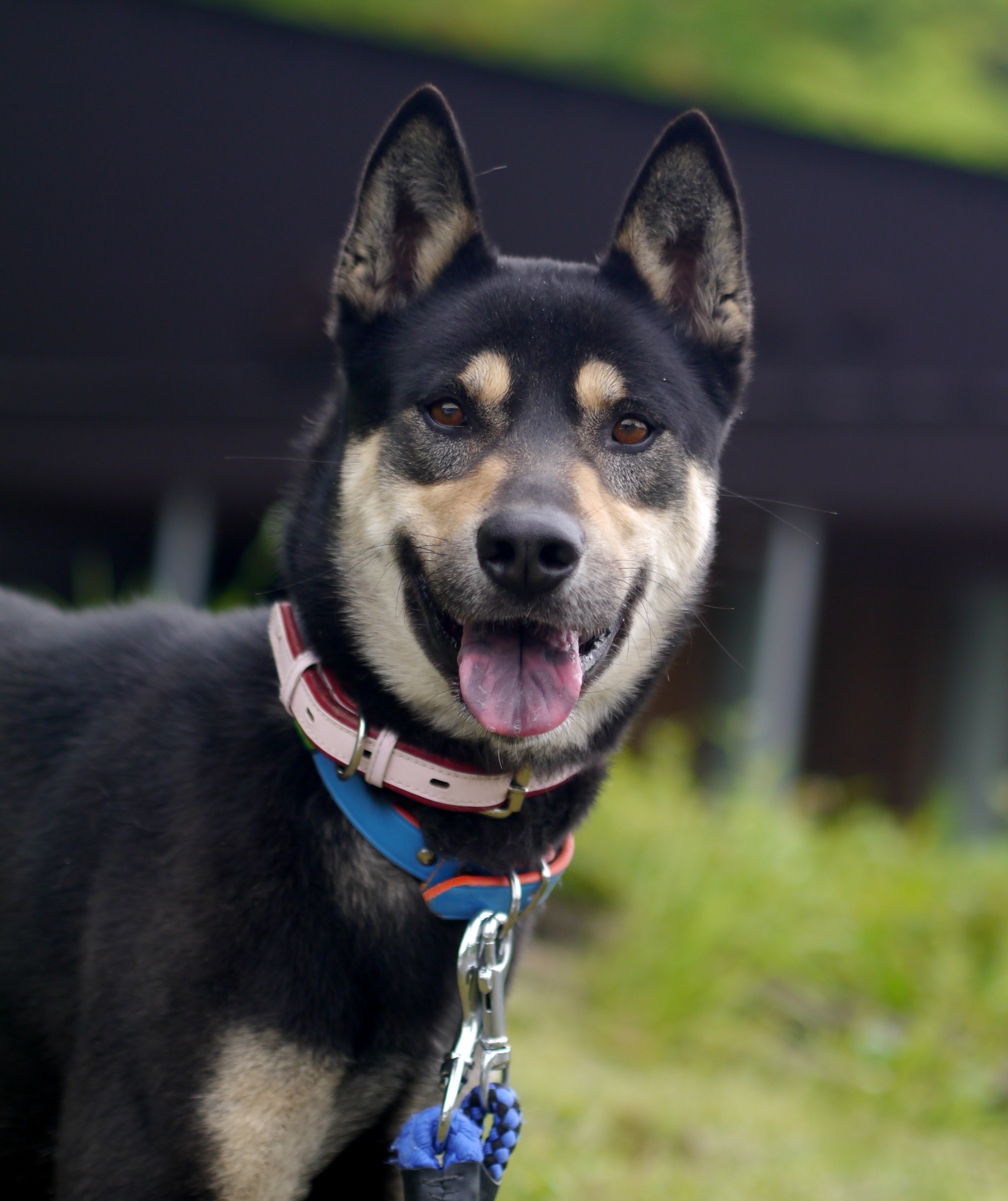 犬種不明