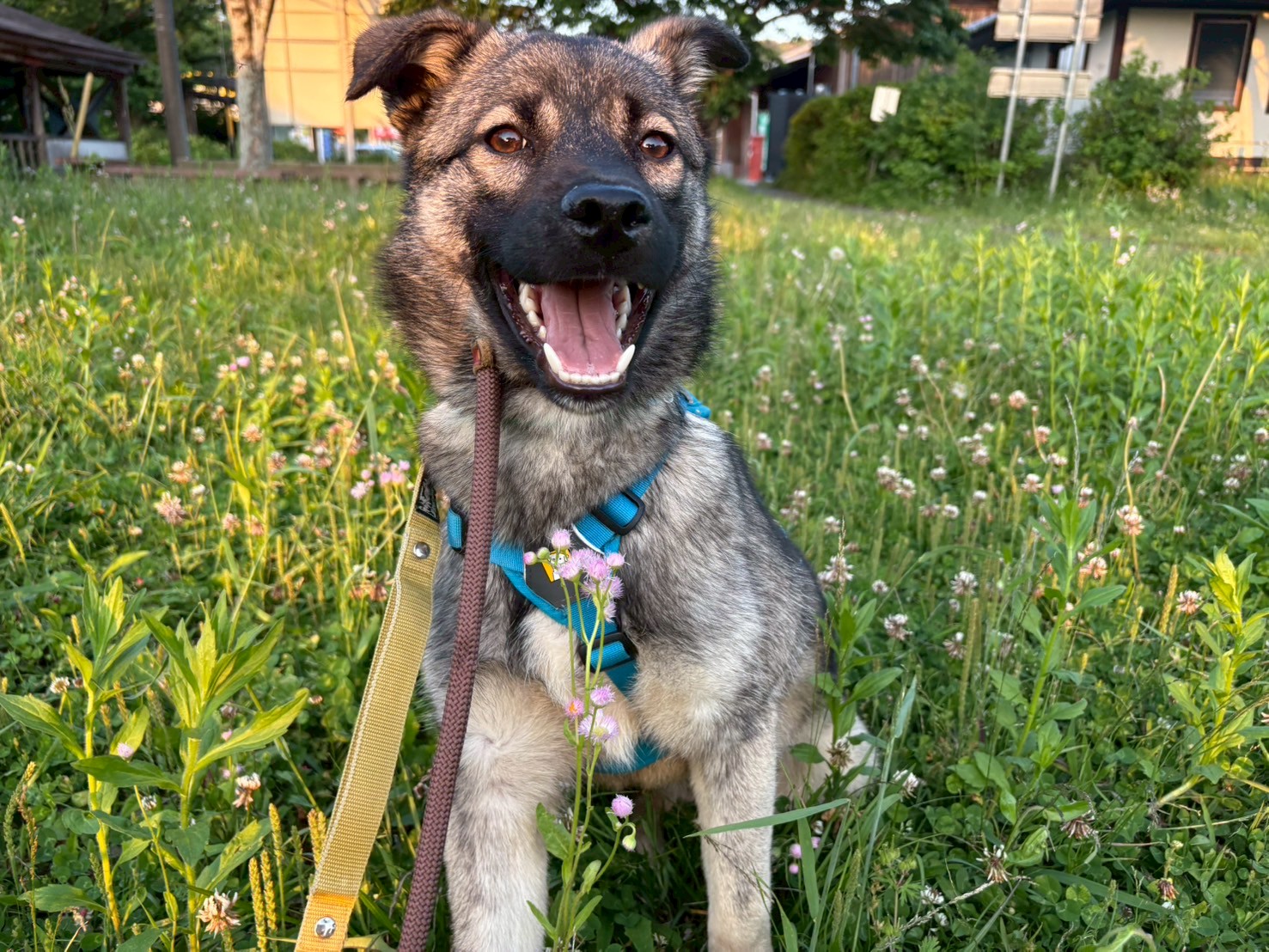 犬種不明