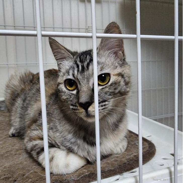 猫種不明