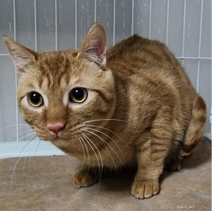猫種不明