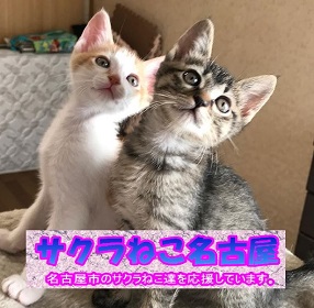 サクラねこ名古屋