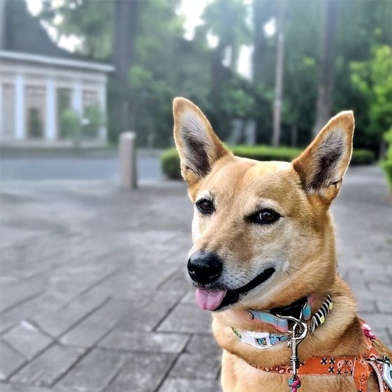 犬種不明