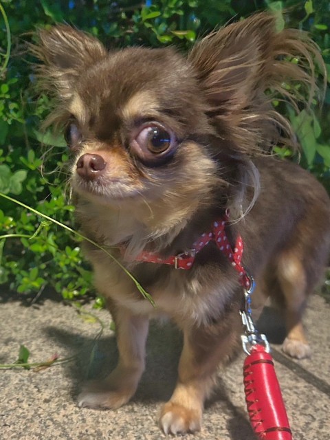 チワワ