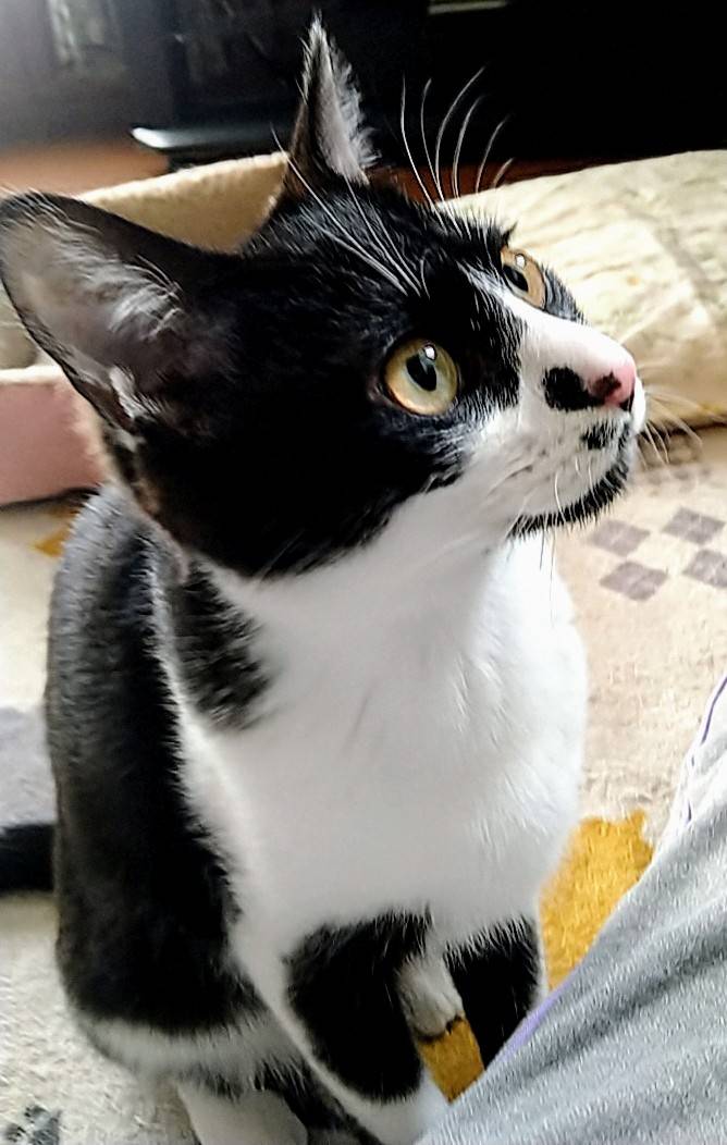 春日井さくら猫の会