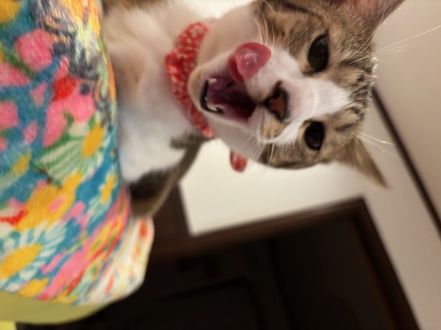 チェルシー