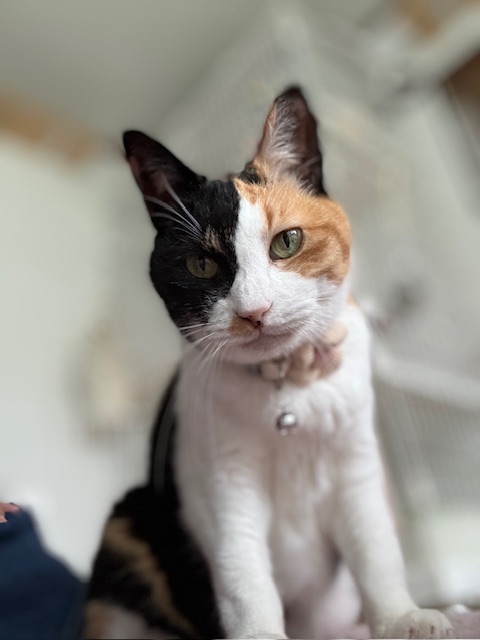 せとか