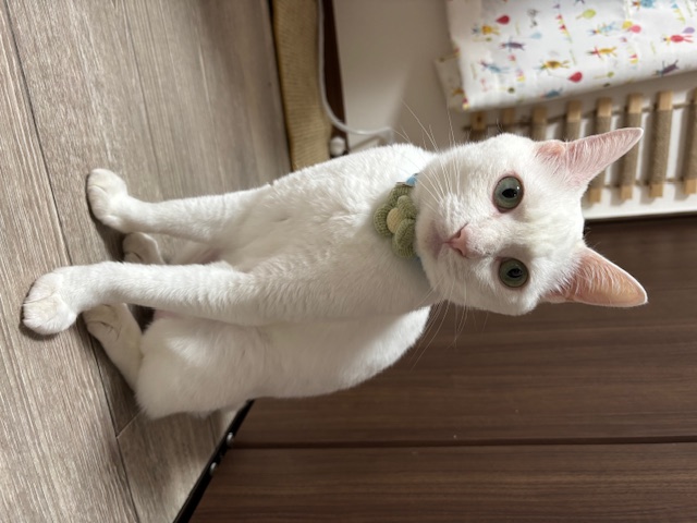 いよ