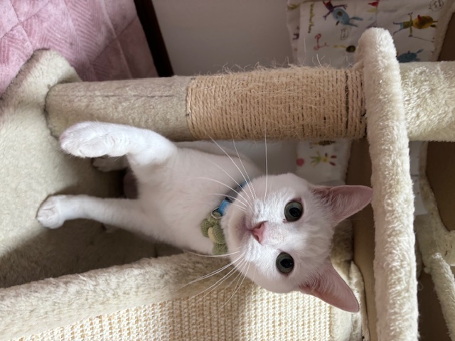 いよ