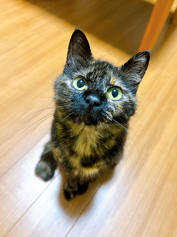 あやめ