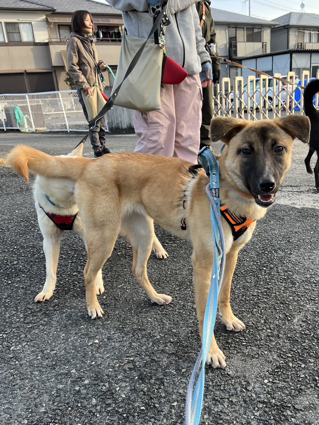 犬種不明