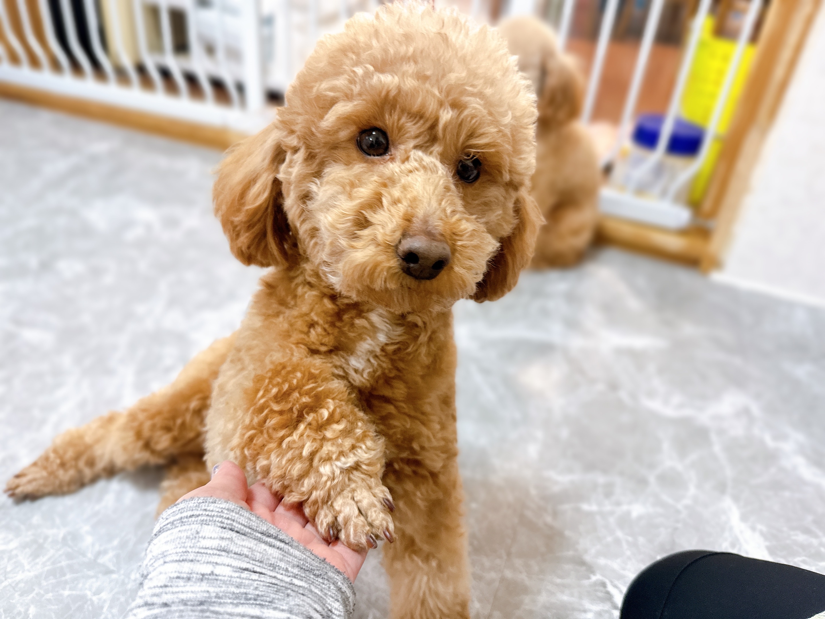 あかねちゃん