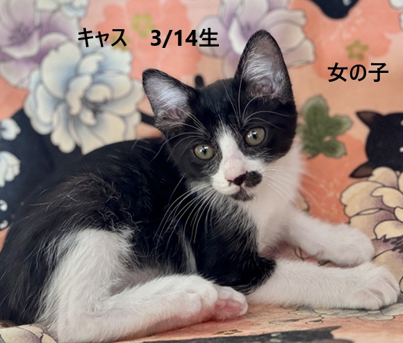 ミックス全般