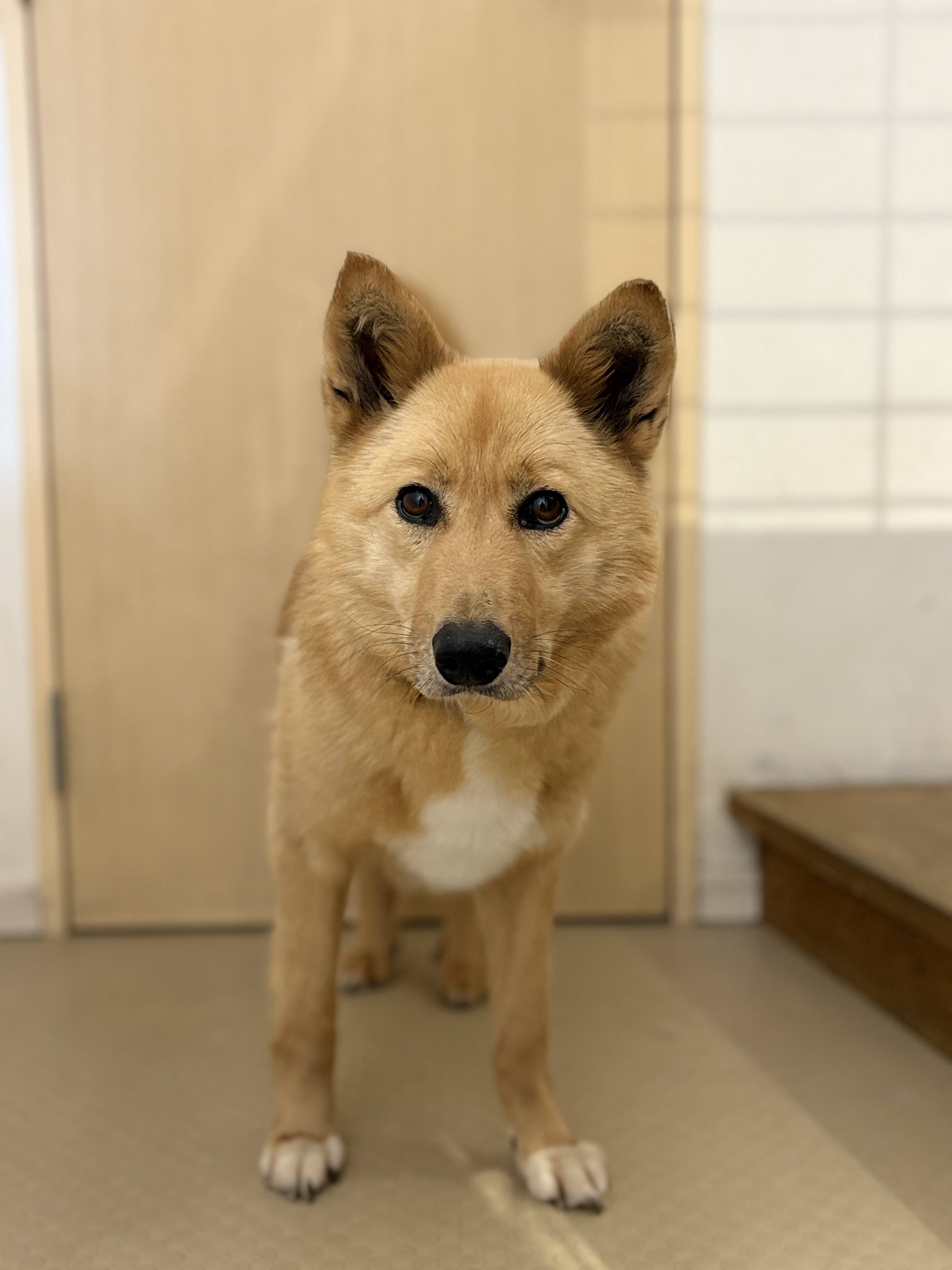 犬種不明