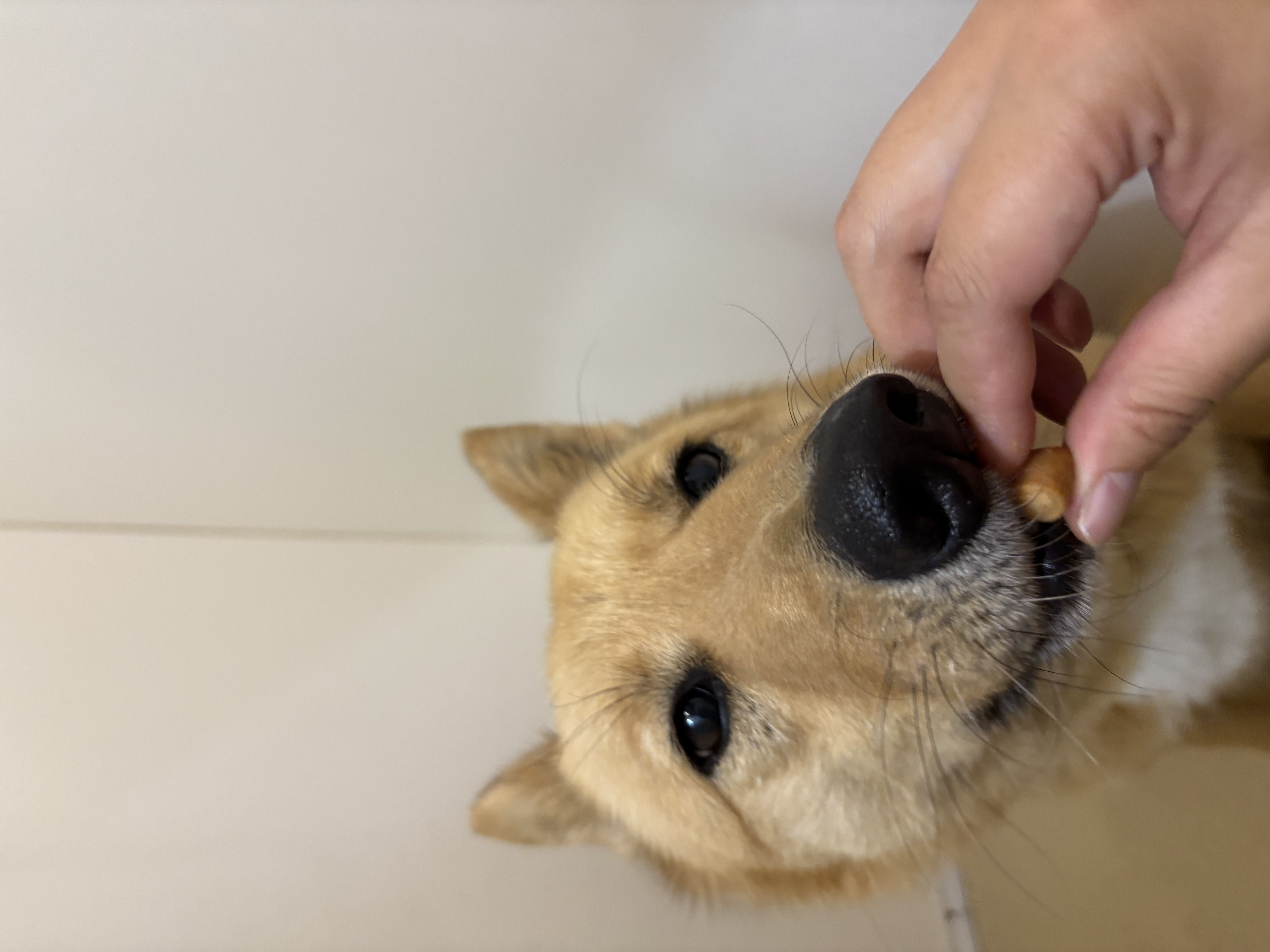 ヒタチ