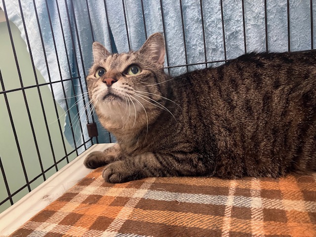 猫種不明