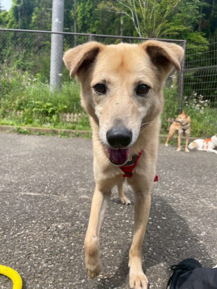 犬種不明
