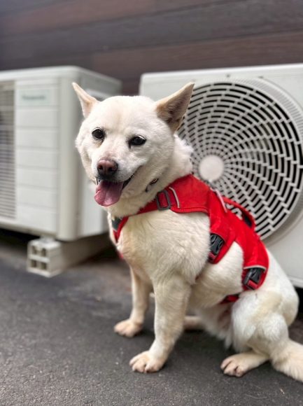 犬種不明