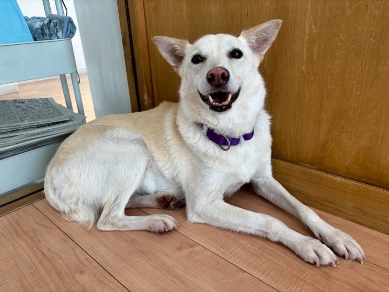 犬種不明