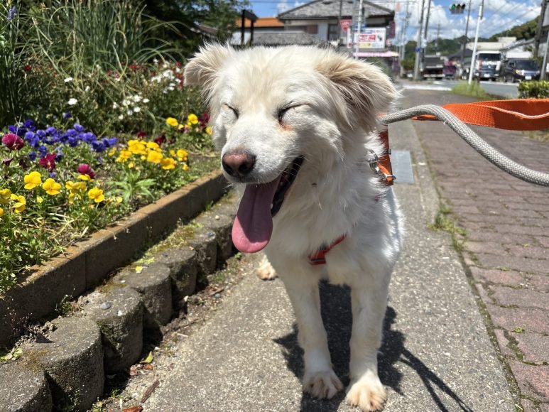 犬種不明