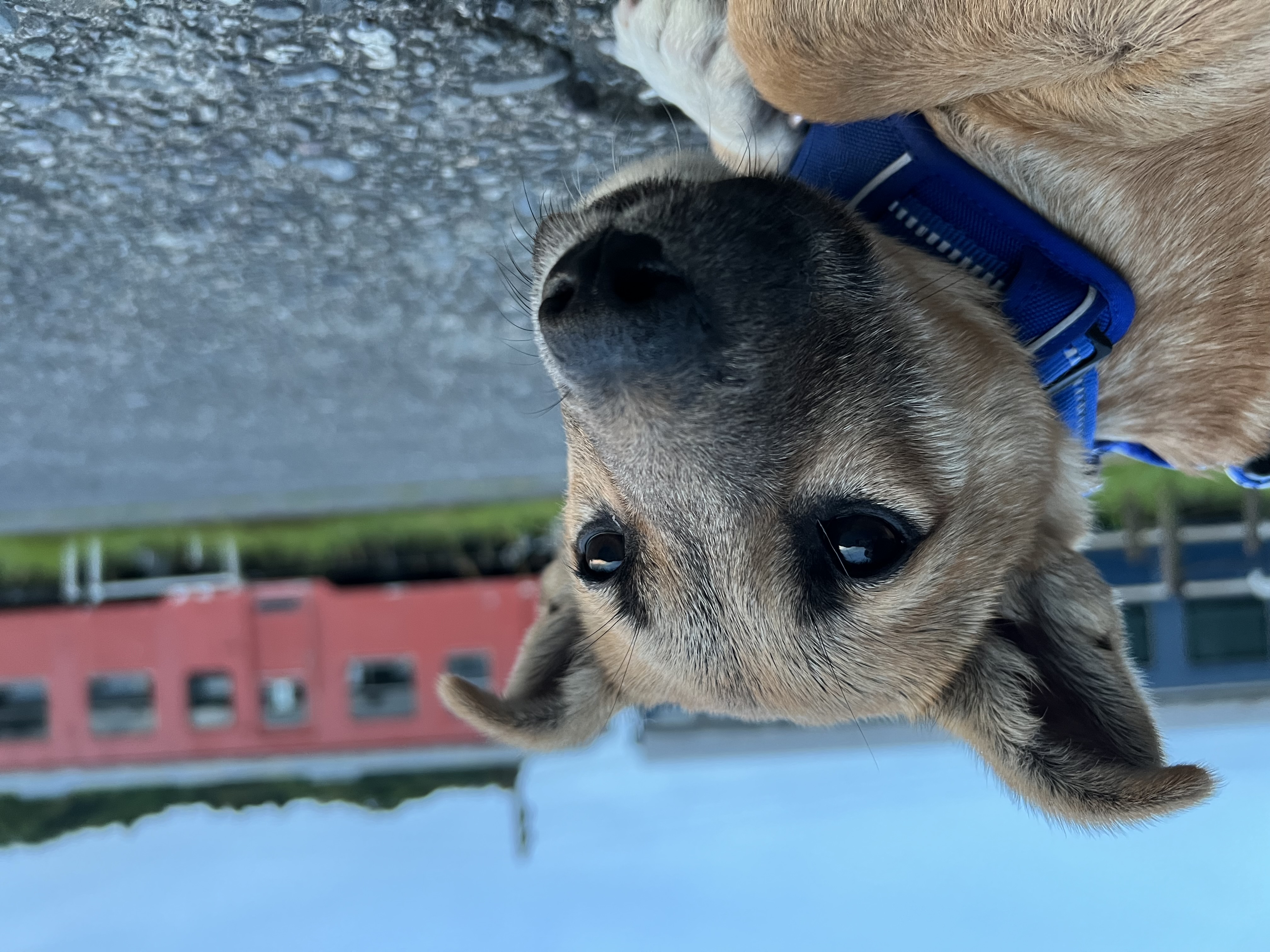 犬種不明